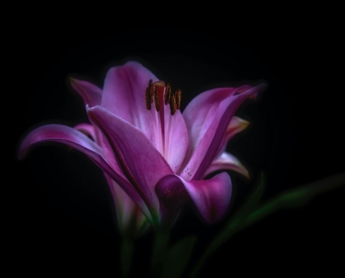 VIOLET 1